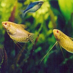 Gold Gourami 6cm