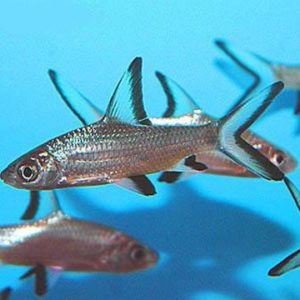 Silver Shark 6cm