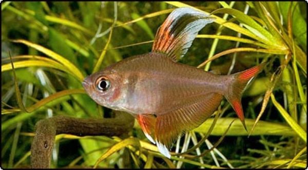 Rosy Tetra 3cm