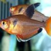 Serpae Tetra 3cm