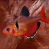 Serpae Tetra 3cm