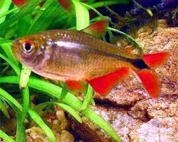 Buenos Aires Tetra 3.5cm