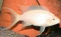 Albino Brichadi 5cm