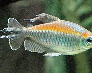 Congo Tetra 5cm