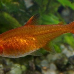 Ember Tetra