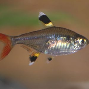 Pristella Tetra 2cm