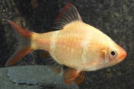 Gold Tiger Barb 3cm