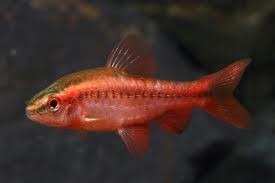 Cherry Barb 3cm