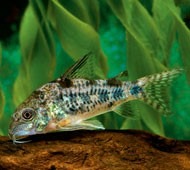 Pepper Cory 3cm