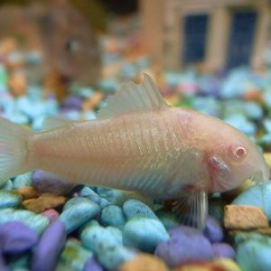 Albino Cory 3cm