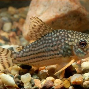 Sterbai Cory 3cm
