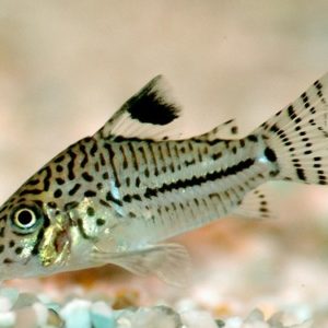 Jullii Cory 3cm