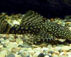 Bristlenose 3cm