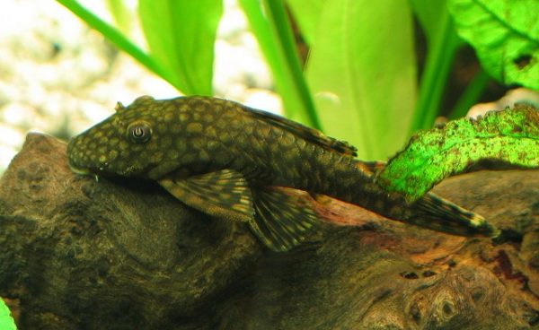Bristlenose 3cm
