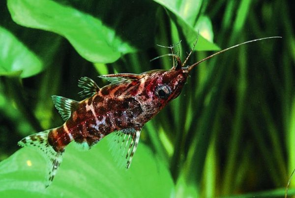 Upside Down Catfish 3cm