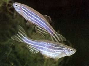 Zebra Danio 3cm