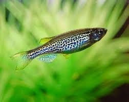Leopard Danio 3cm