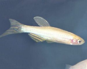 Albino Zebra Danio 3cm