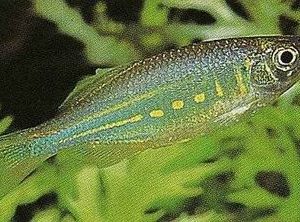 Giant Danio 5cm