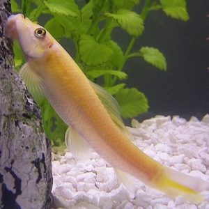 Gold Algae Eater 5.5cm