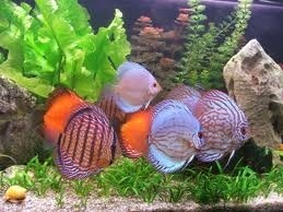 Assorted Discus 5cm