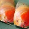 Assorted Discus 5cm