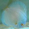 Assorted Discus 5cm