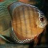 Assorted Discus 5cm