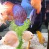 Assorted Discus 5cm