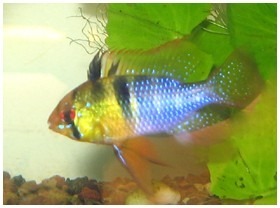Blue Ram 4cm