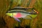 Kribensis 4cm