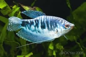 Blue Gourami 5.5cm