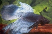 Blue Veiltail Siamese Fighting Fish 5cm