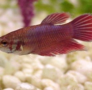 Female Veiltail Siamese Fighting Fish 5cm