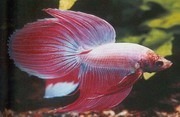 Assorted Veiltail Siamese Fighting Fish 5cm