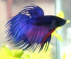 Blue Crowntail Siamese Fighting Fish 5cm