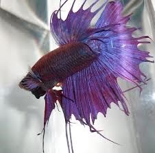Purple/Blue Crowntail Siamese Fighting Fish 5cm