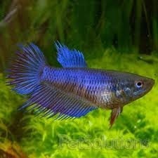 Assorted Female Crowntail Siamese Fighting Fish 3.5cm