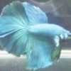 Assorted Super Delta Male Siamese Fighting Fish 5cm
