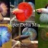 Assorted Super Delta Male Siamese Fighting Fish 5cm