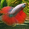 Assorted Super Delta Male Siamese Fighting Fish 5cm