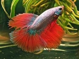 Assorted Super Delta Male Siamese Fighting Fish 5cm