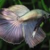 Assorted Super Delta Male Siamese Fighting Fish 5cm