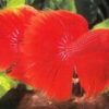Assorted Half Moon Male Siamese Fighting Fish 5cm