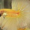 Assorted Half Moon Male Siamese Fighting Fish 5cm