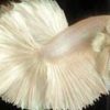 Assorted Half Moon Male Siamese Fighting Fish 5cm