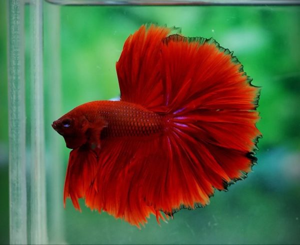 Red Half Moon Male Siamese Fighting Fish 5cm