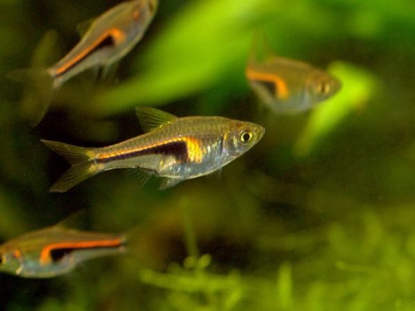 Hengeli Rasbora 3cm