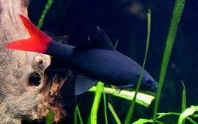 Red Tail Black Shark 6cm