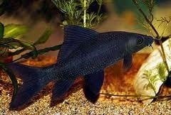 Black Shark 6cm